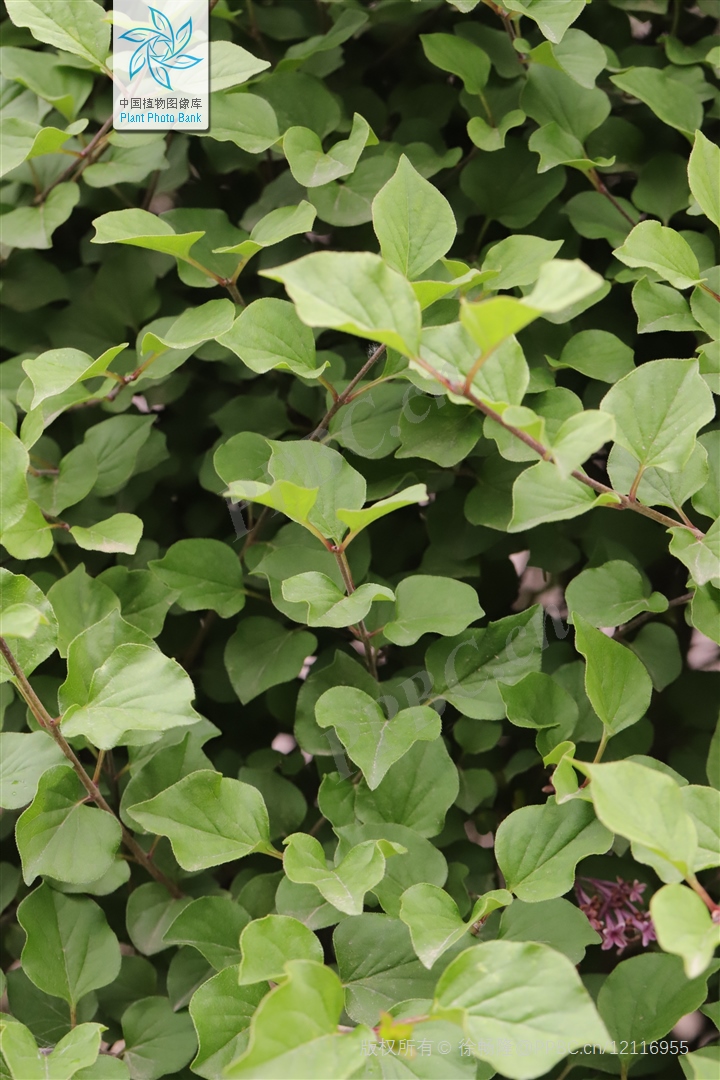 5C10B