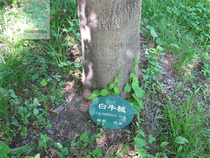 D5667