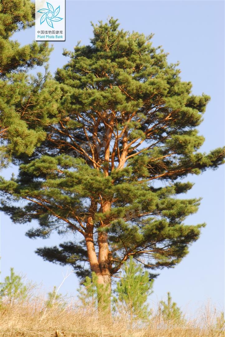 26E96