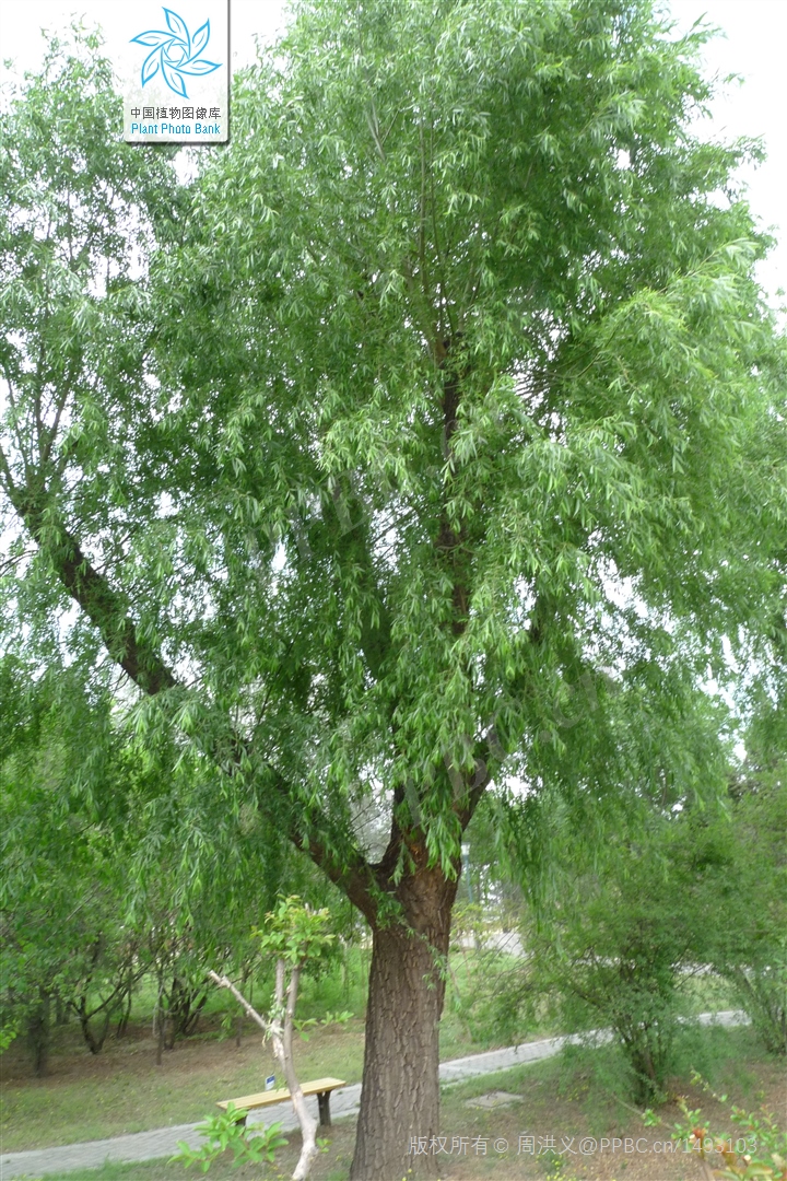 A3138